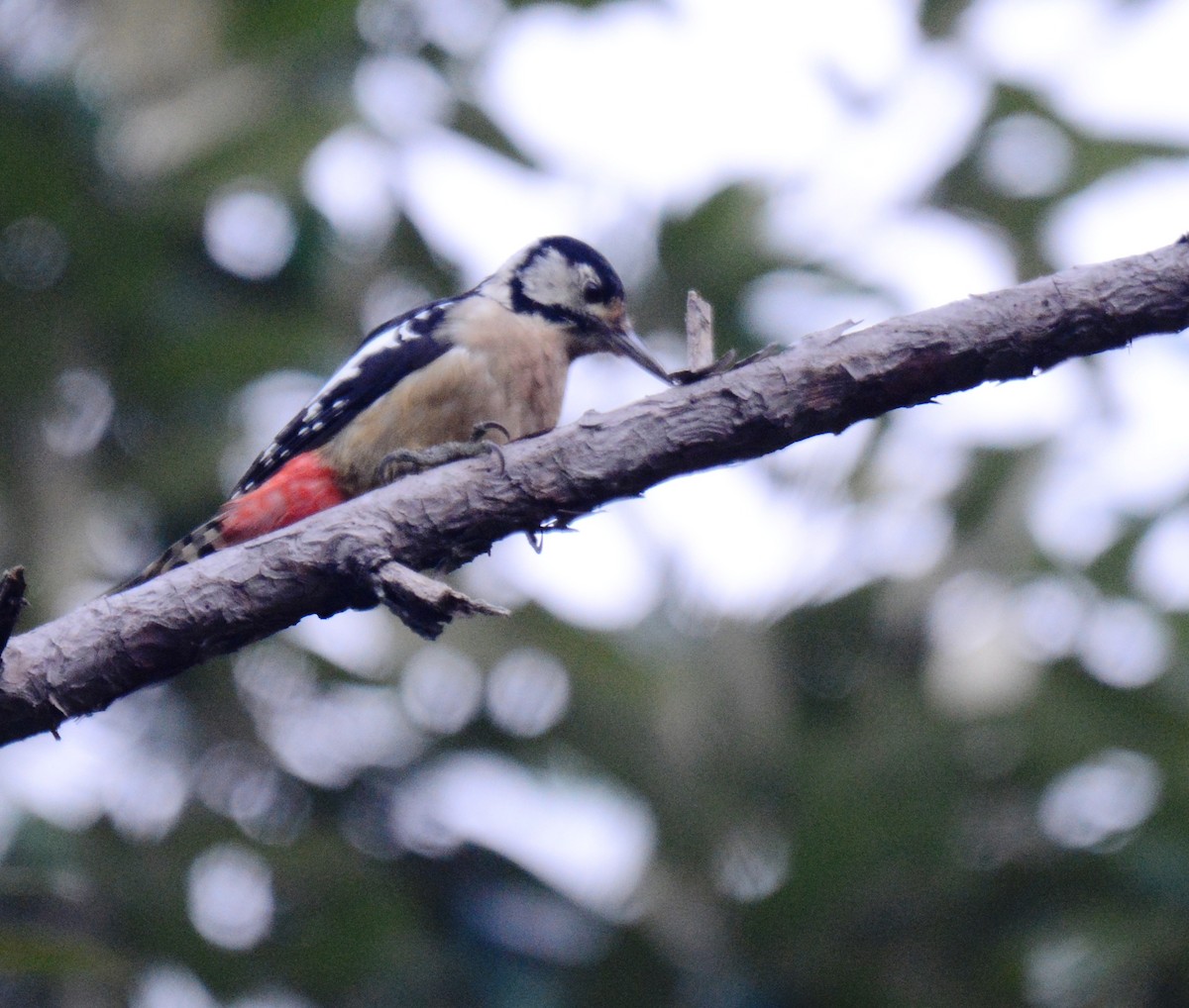 Himalayan Woodpecker - ML478696331
