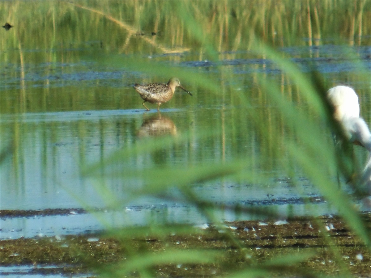 Long-billed Dowitcher - ML478696451