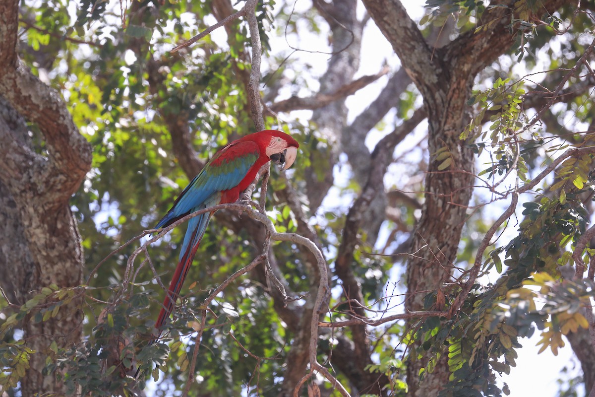 Red-and-green Macaw - ML478696651