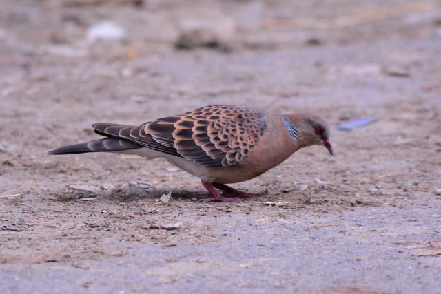 Oriental Turtle-Dove - ML478696801