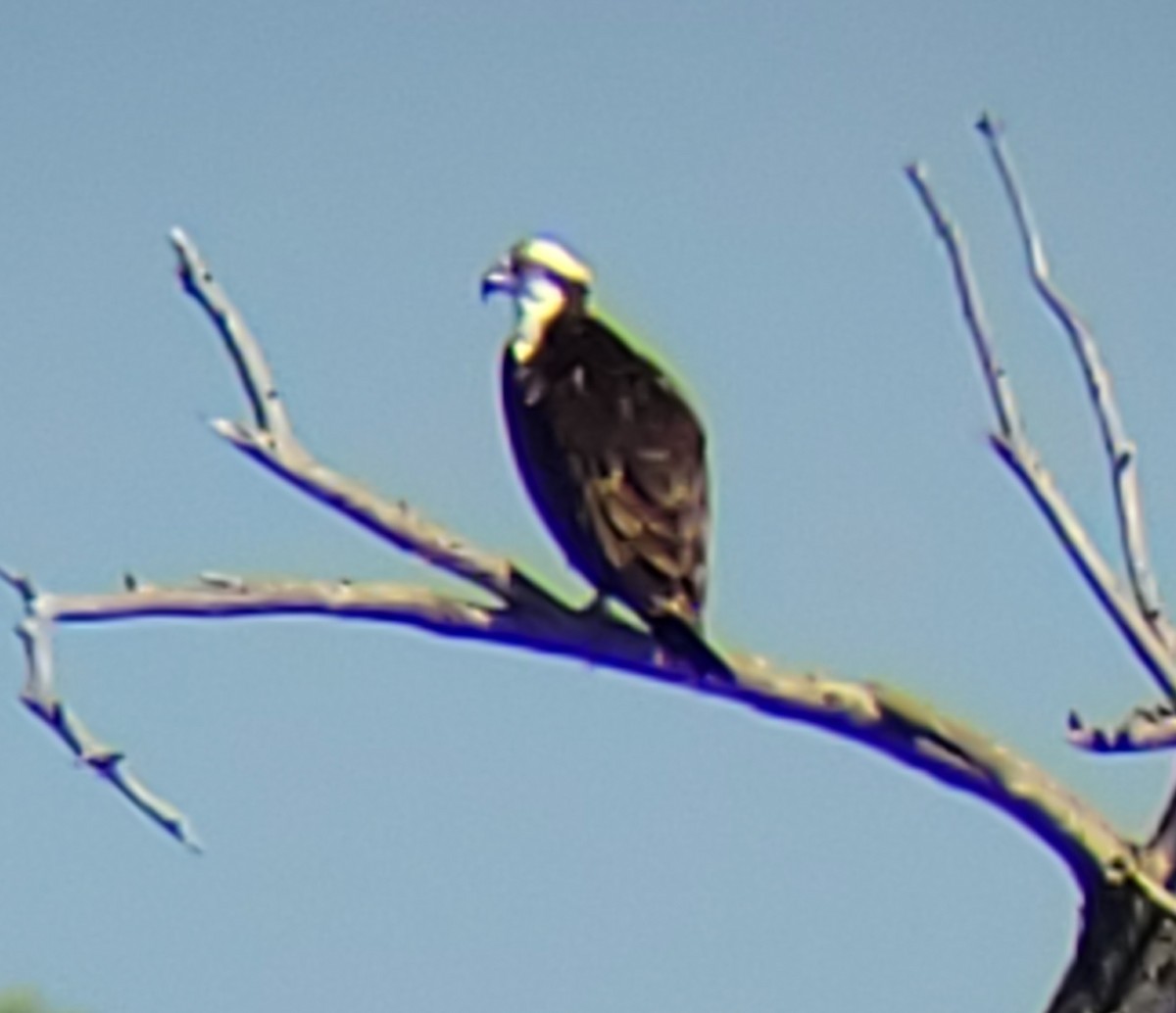 Águila Pescadora - ML478697591