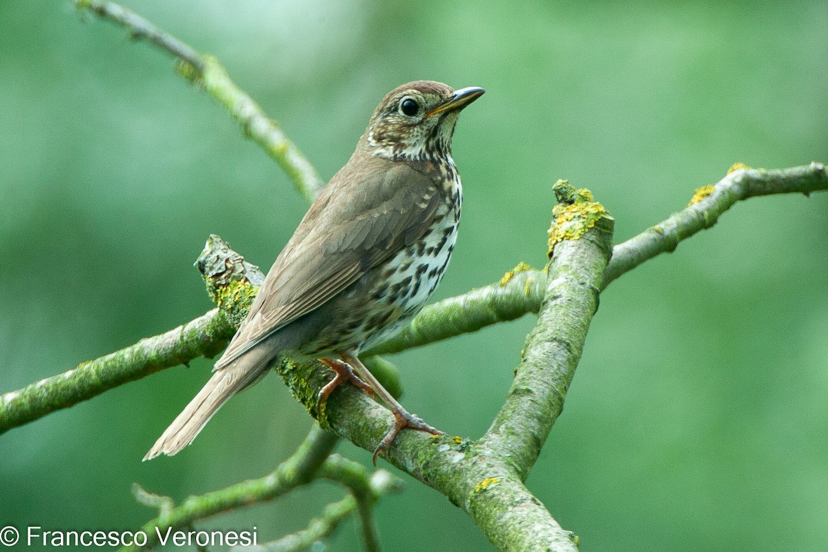 Song Thrush - ML478697791