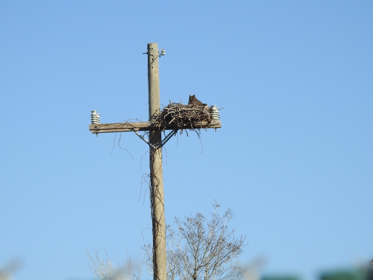 Great Horned Owl - ML47869781