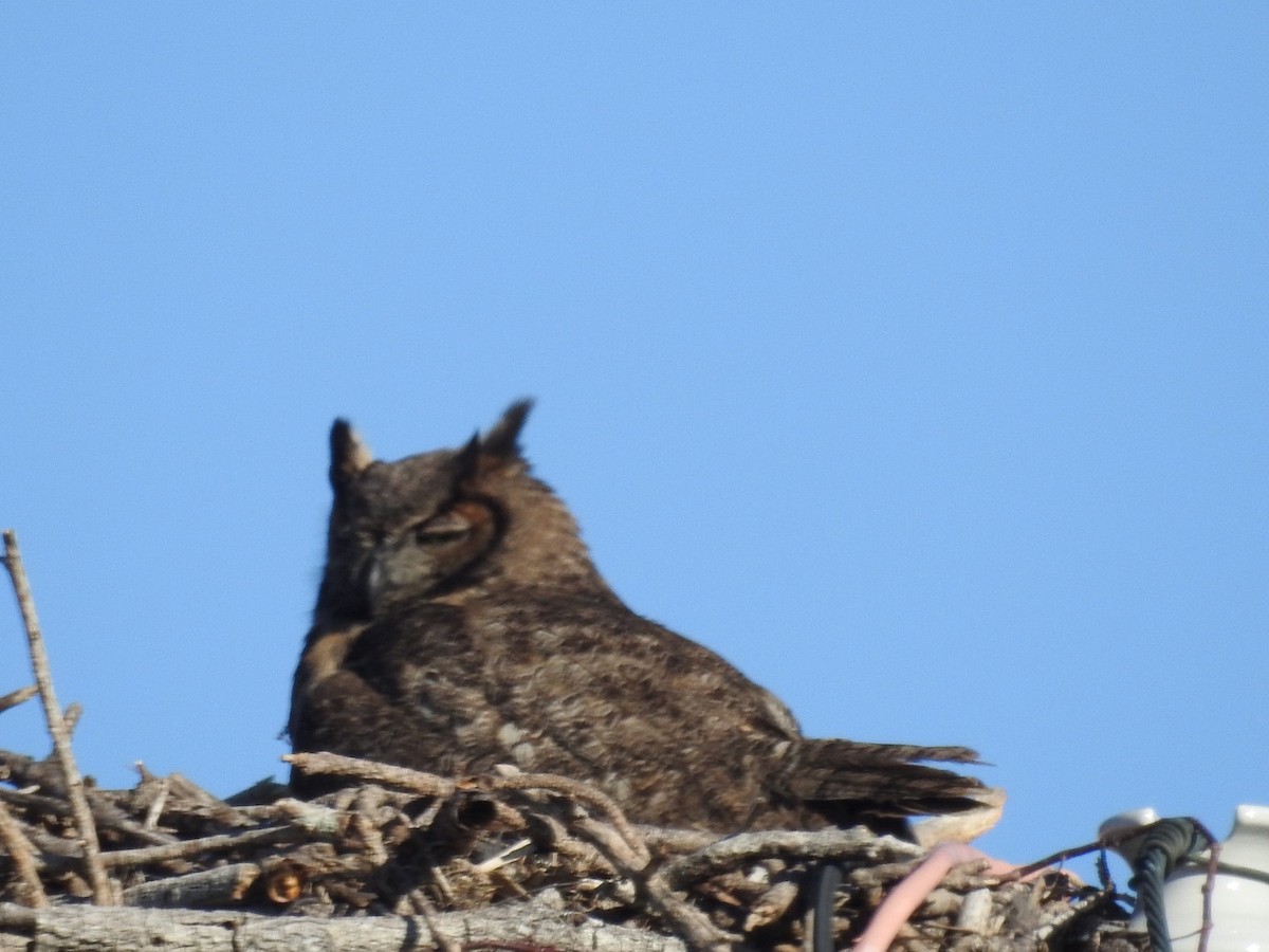 Great Horned Owl - ML47869791