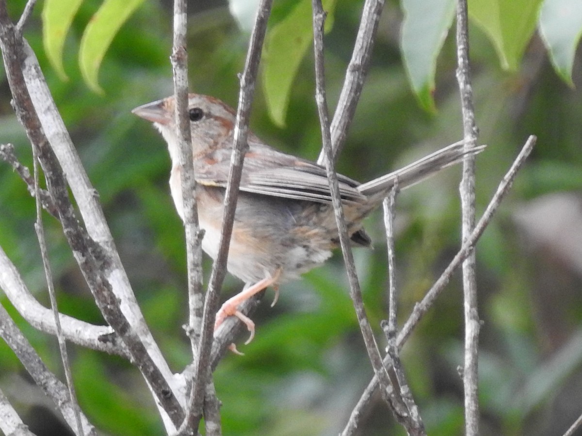 Bachman's Sparrow - ML478699011