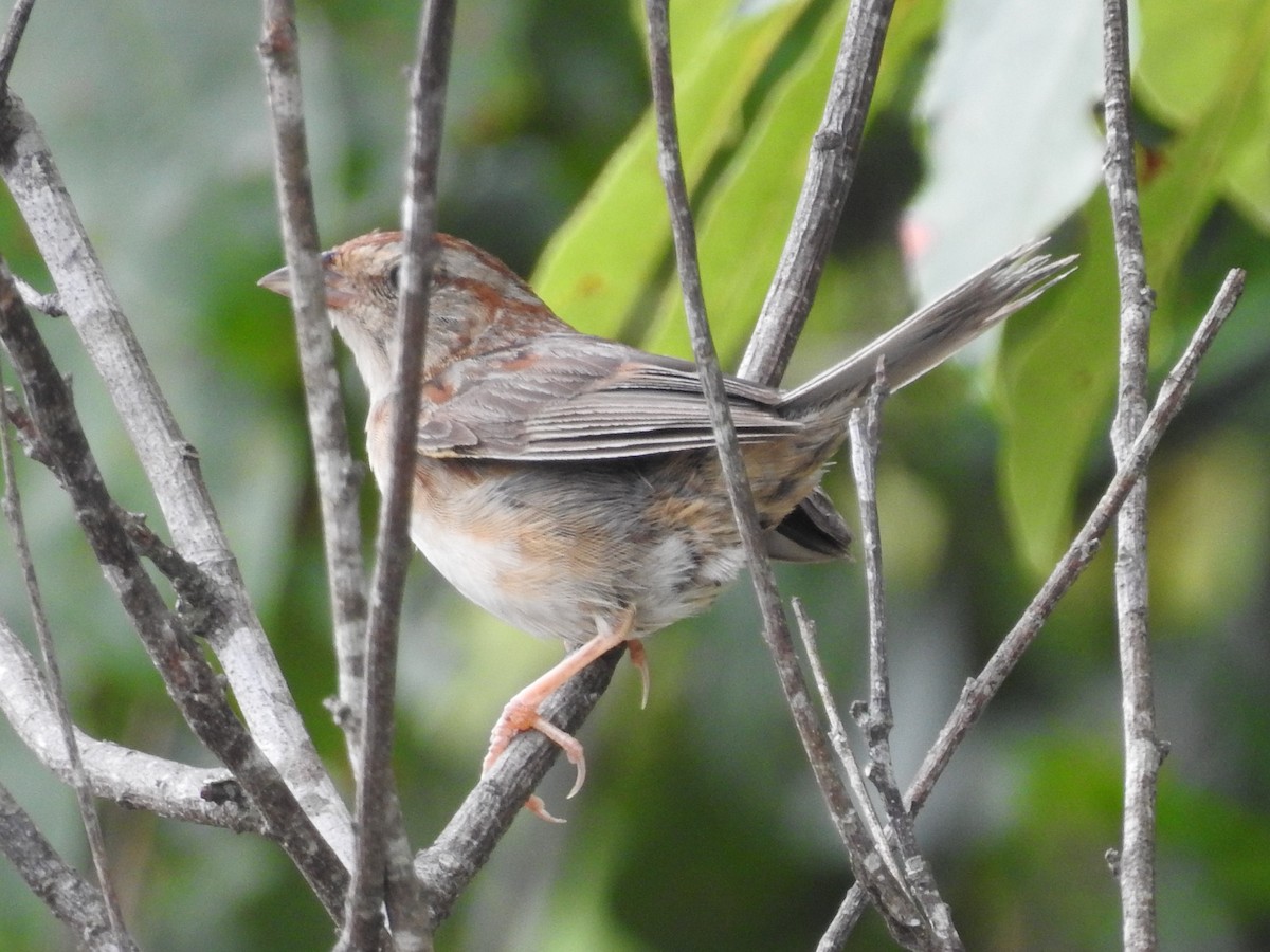 Bachman's Sparrow - ML478699131