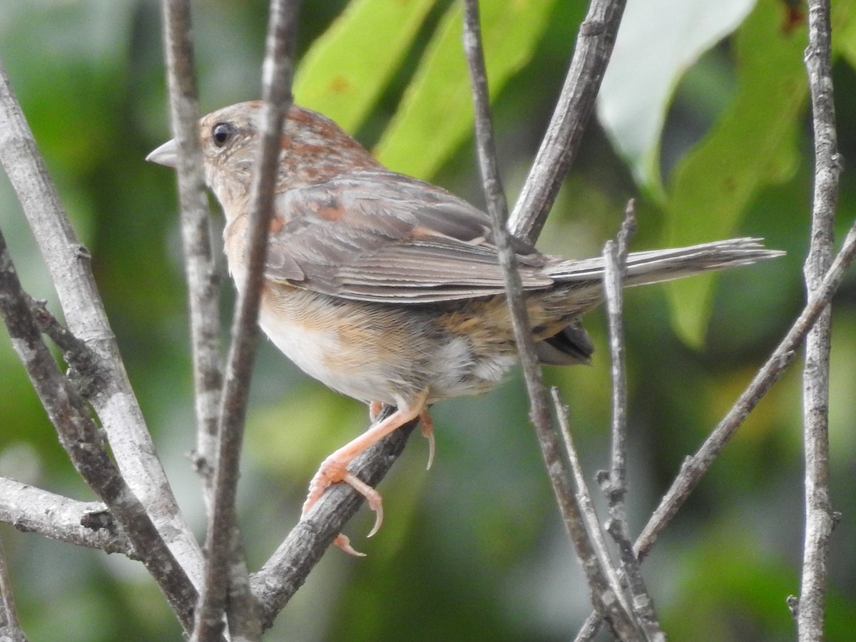 Bachman's Sparrow - ML478699291