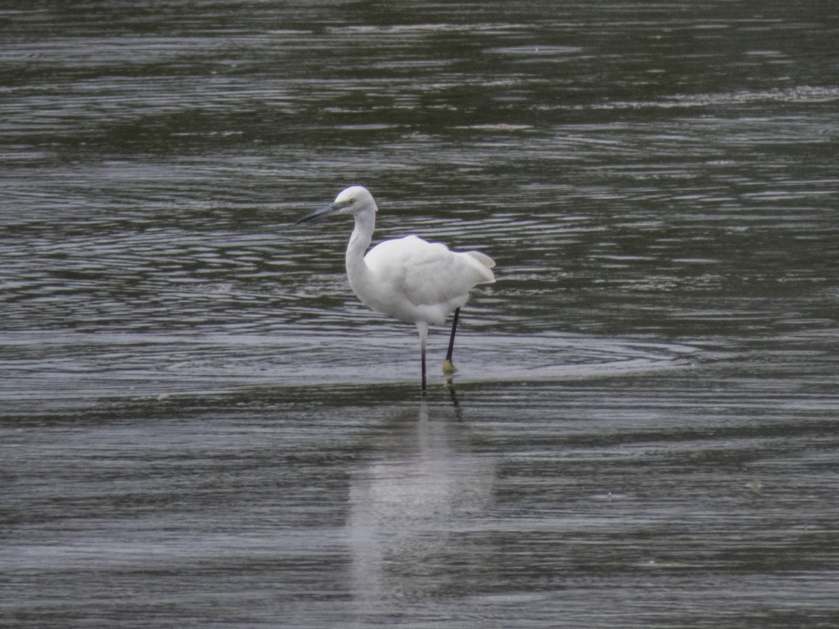 Little Egret - ML478701091