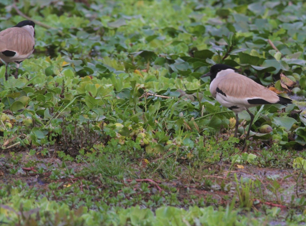 River Lapwing - ML47870131