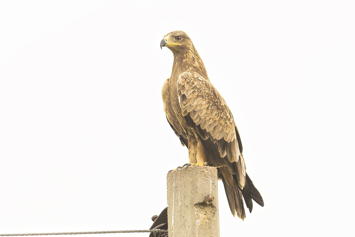 Tawny Eagle - ML478701531