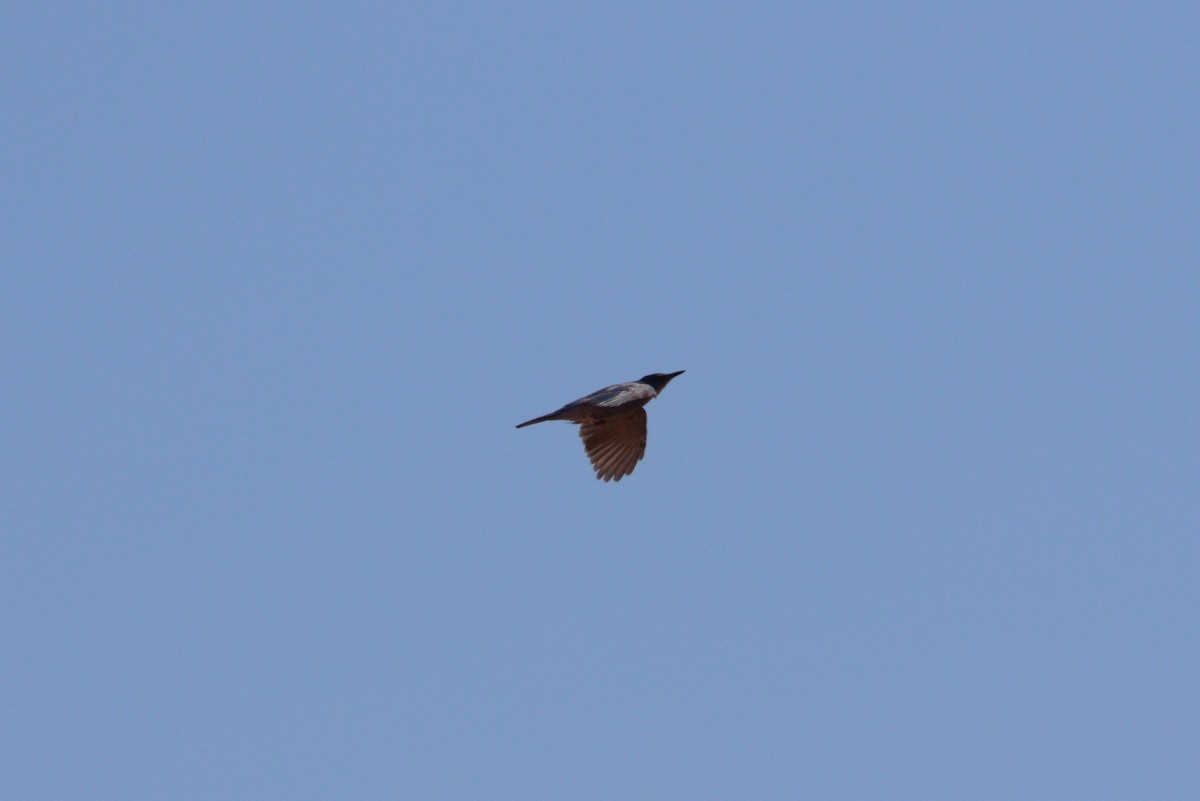 Pinyon Jay - ML478705671