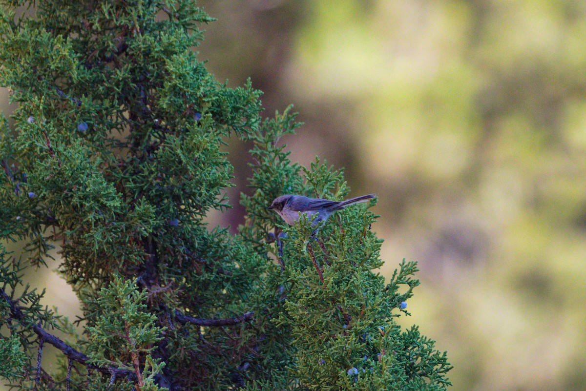 Bushtit - ML478705851