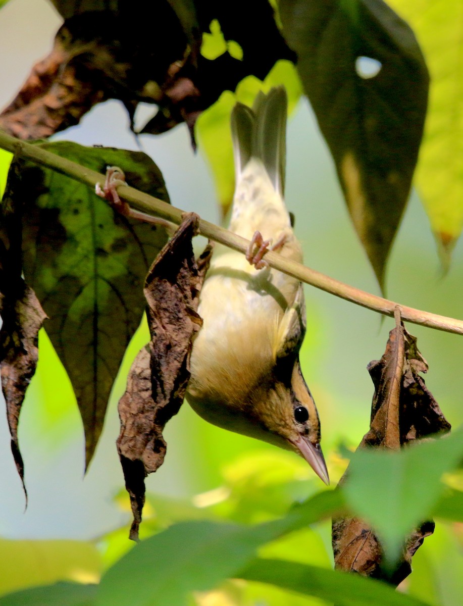Worm-eating Warbler - ML478706501