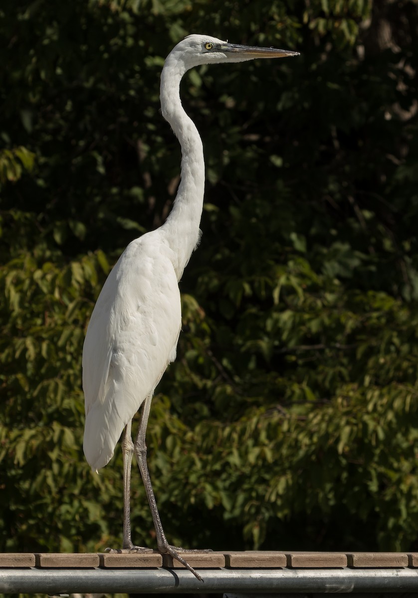 Great Blue Heron (Great White) - Karen Brown