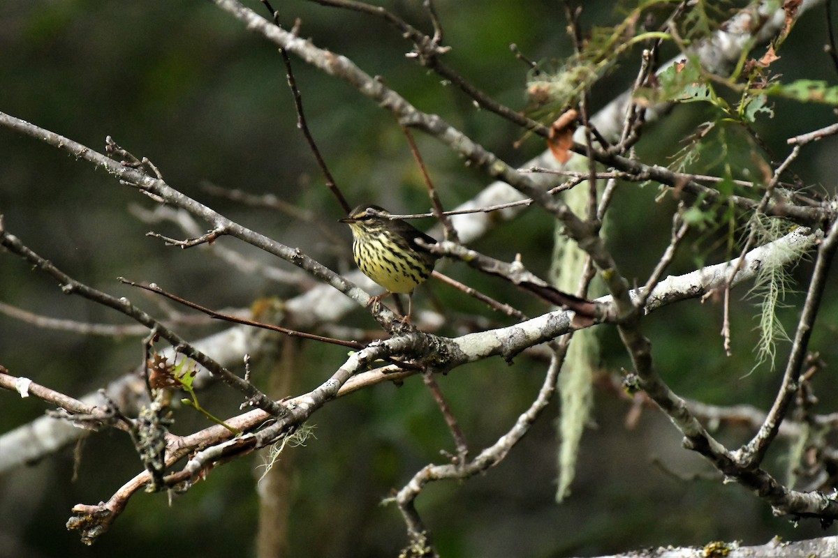 Northern Waterthrush - Kelly Kirkpatrick