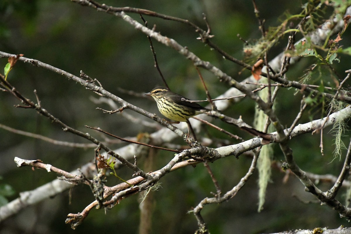 Northern Waterthrush - ML478708031