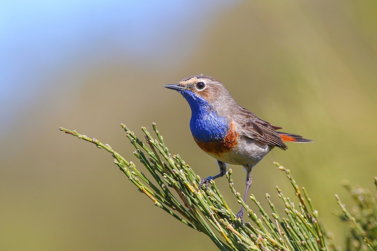 Bluethroat - Carlos Sanchez