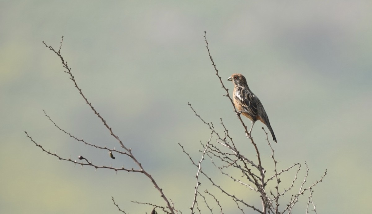 Rufous-tailed Plantcutter - ML478712591