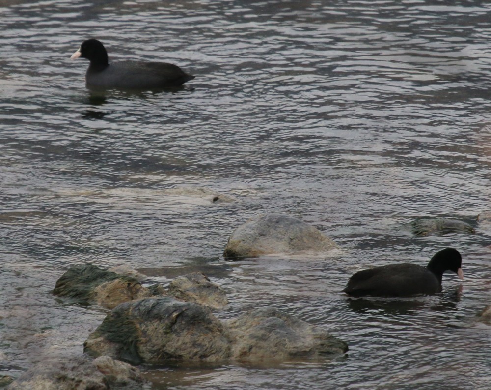 Eurasian Coot - ML47871261