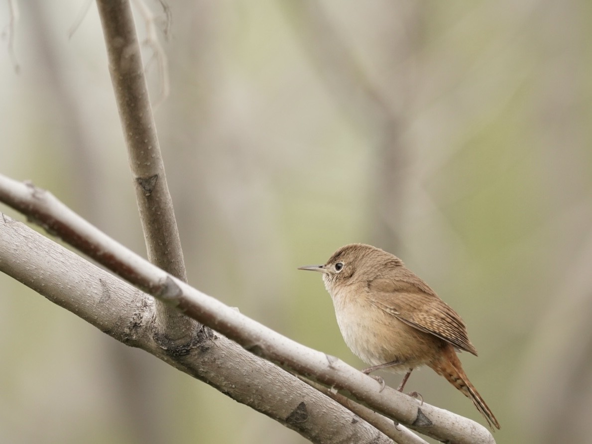 Southern House Wren - ML478712651