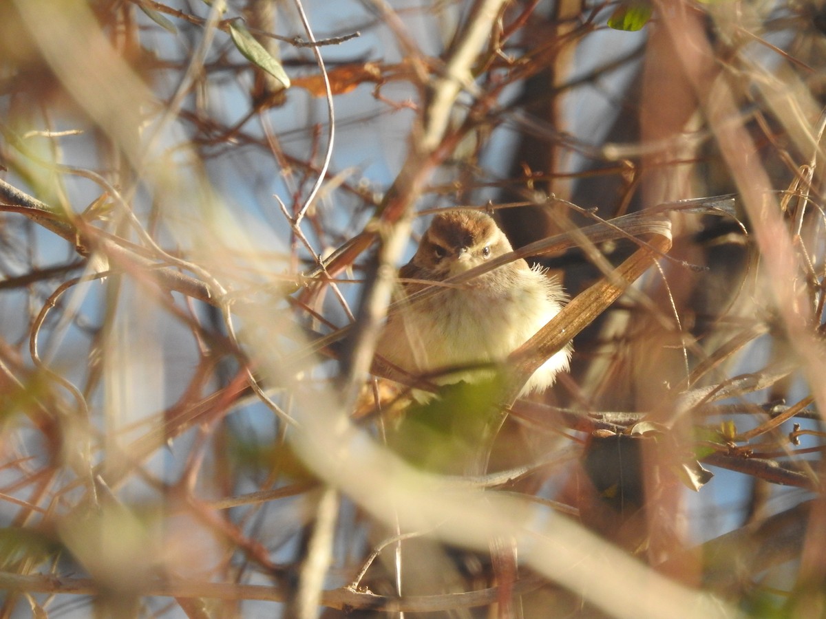 Palm Warbler - ML478712951