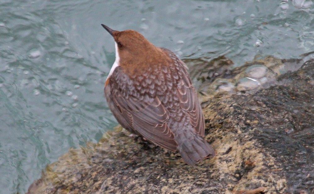 White-throated Dipper - ML47871311