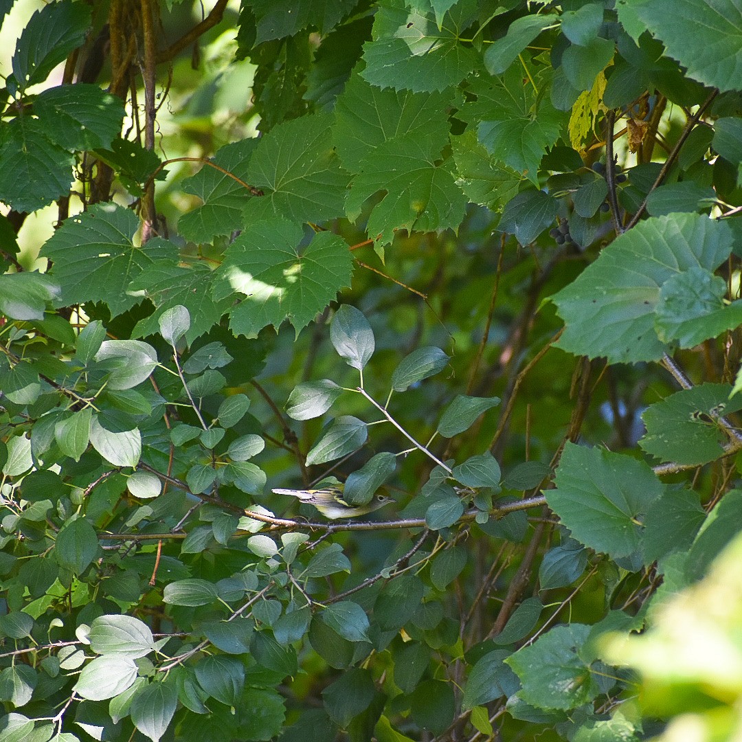 Chestnut-sided Warbler - ML478713241