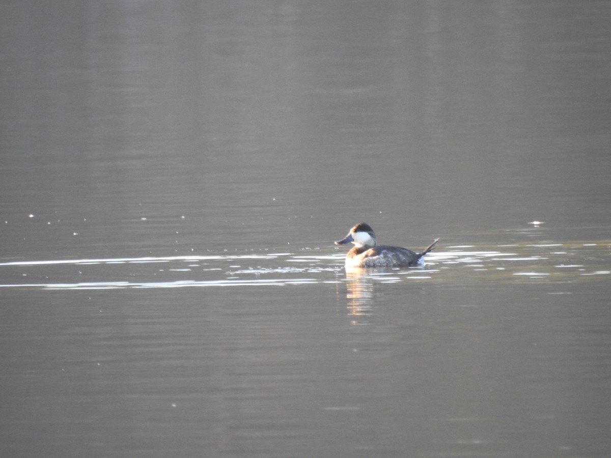 Ruddy Duck - ML478714421