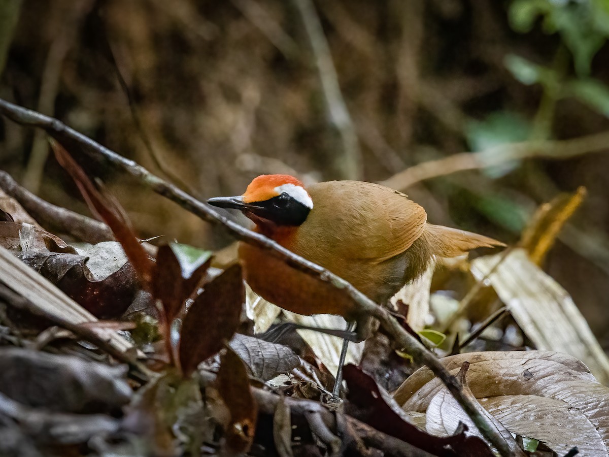 Malaysian Rail-babbler - ML478714591