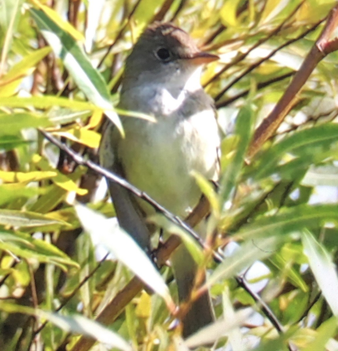 Willow Flycatcher - ML478716481