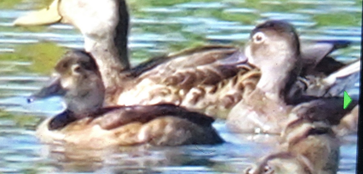 Ring-necked Duck - ML478716521
