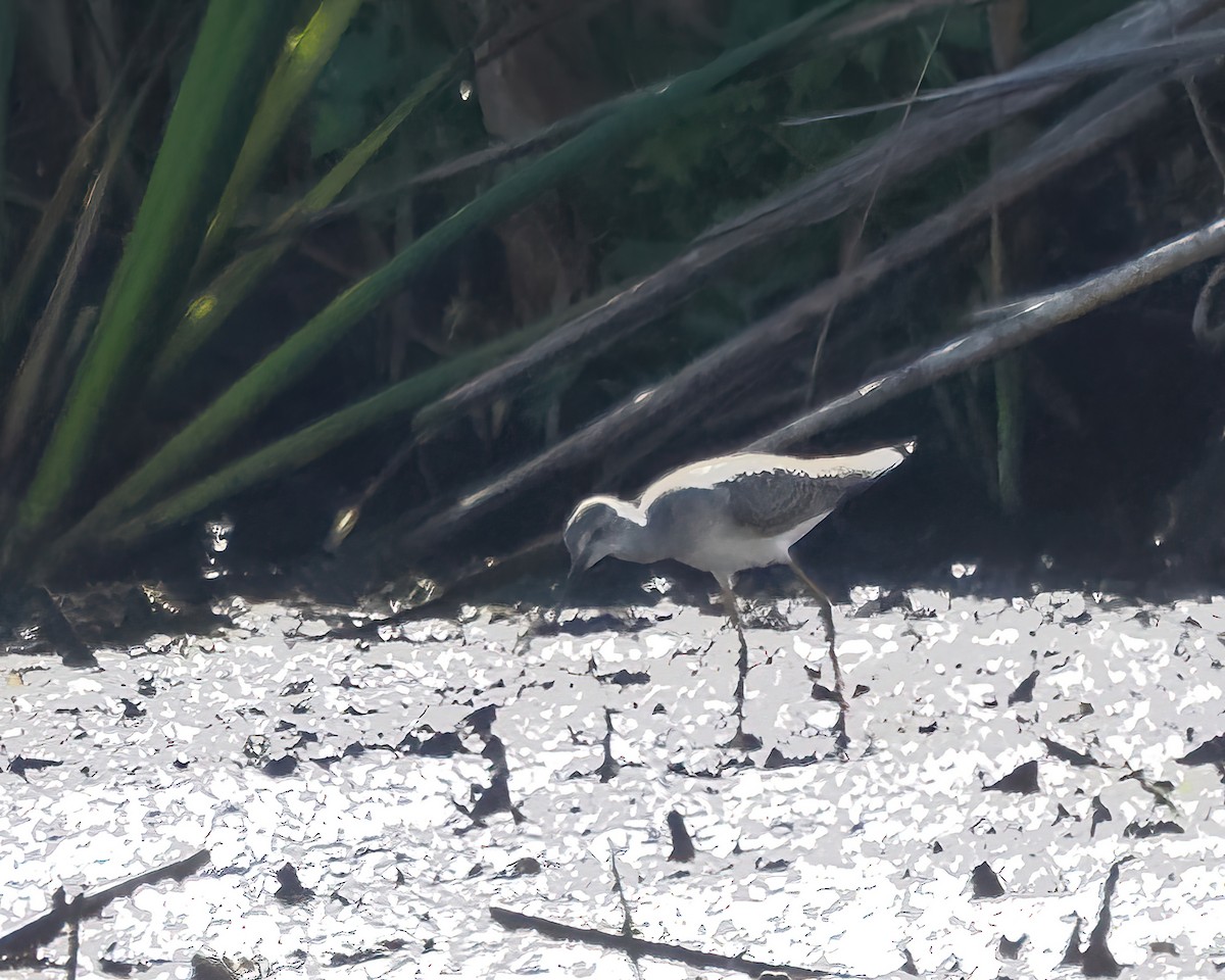 gulbeinsnipe - ML478716711