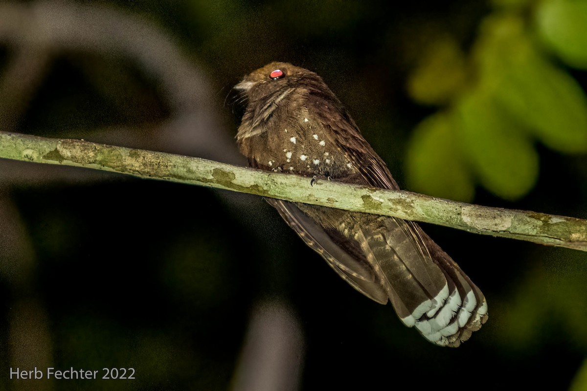 Ocellated Poorwill - Herbert Fechter