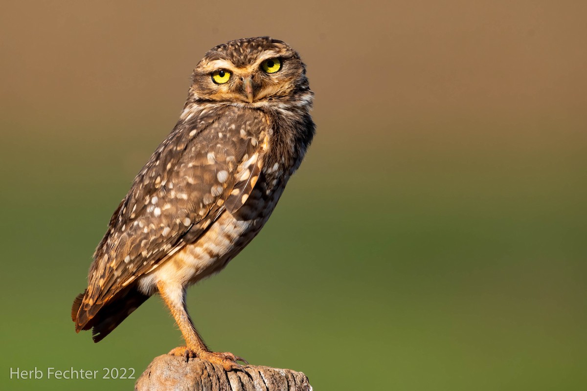 Burrowing Owl - ML478718291