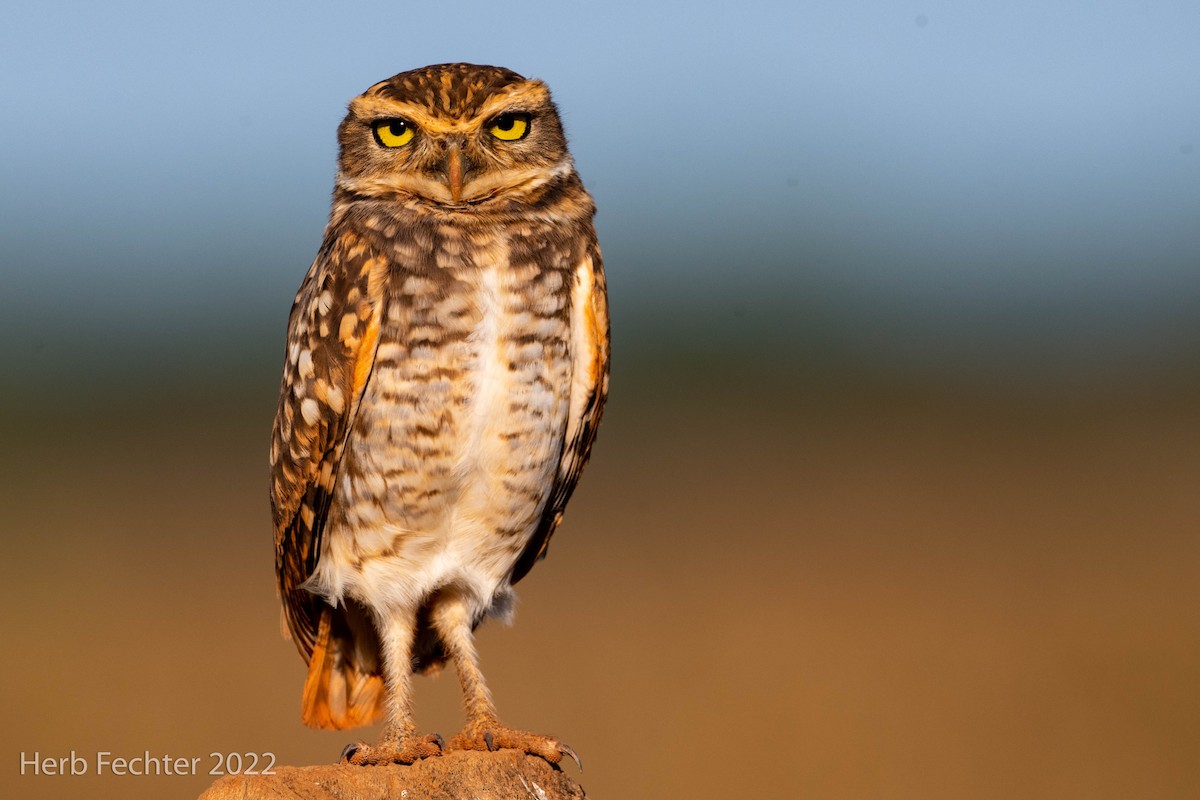 Burrowing Owl - ML478718301