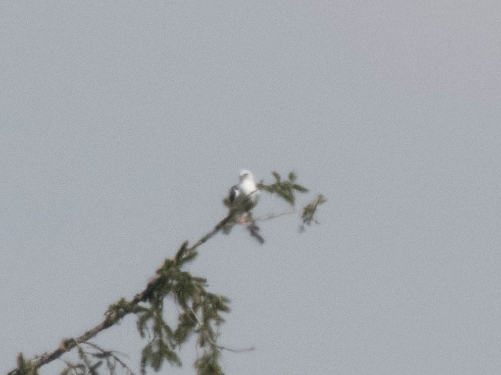 Black-winged Kite - ML478720531