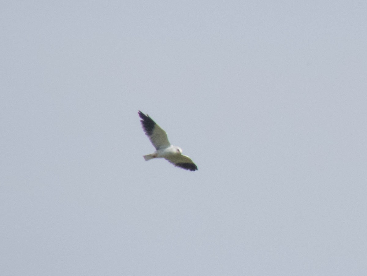 Black-winged Kite - ML478720541