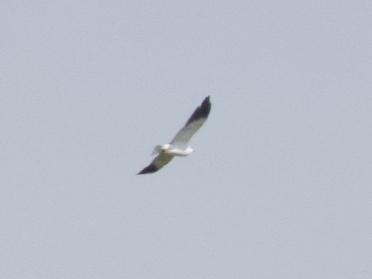 Black-winged Kite - ML478720551