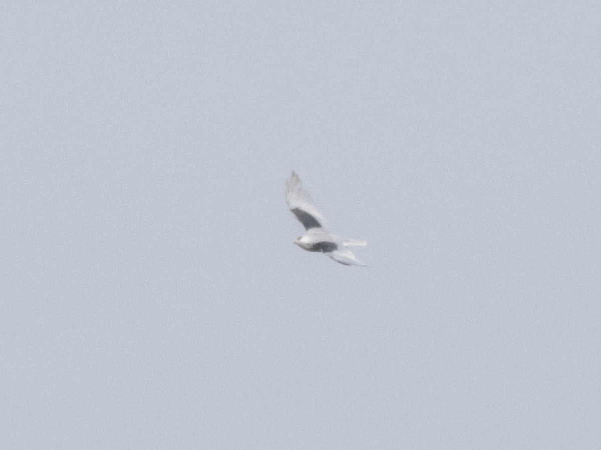 Black-winged Kite - ML478720561