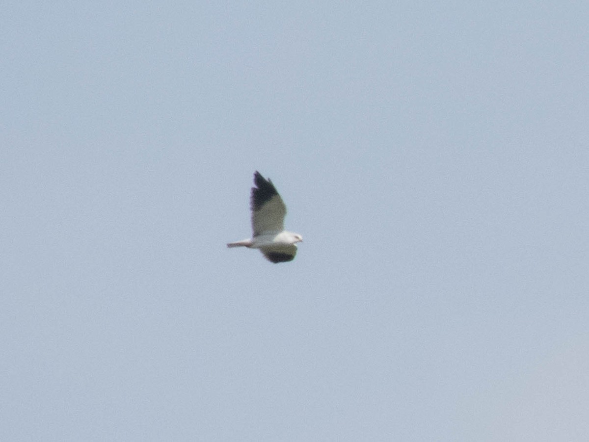 Black-winged Kite - Hugo Schlenker