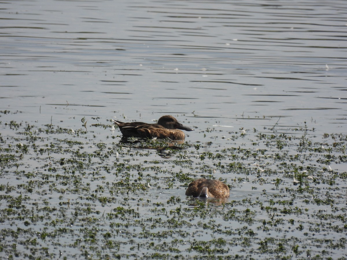 Northern Shoveler - ML478721331