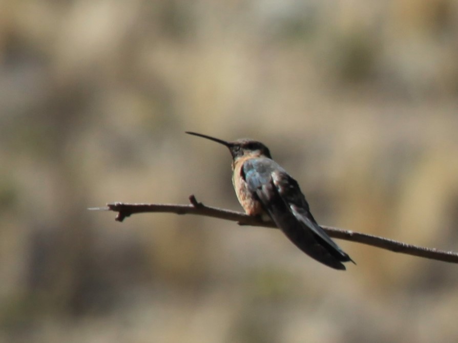 Colibrí Gigante - ML478723161