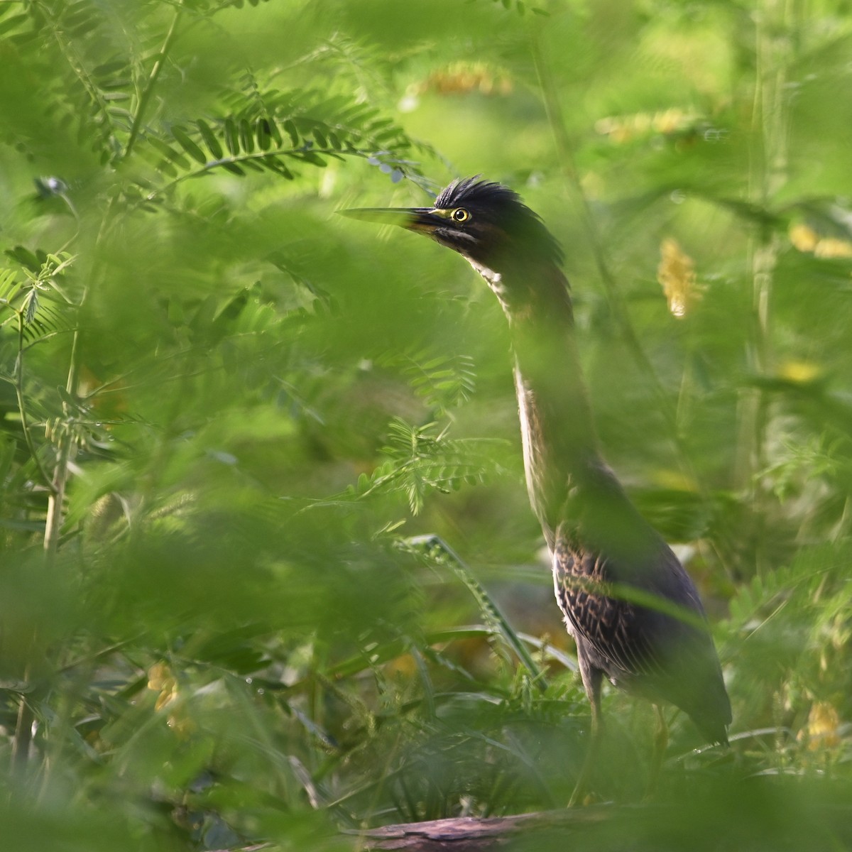 Green Heron - ML478723471