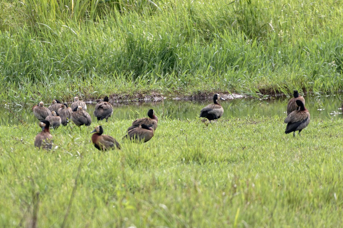 White-faced Whistling-Duck - ML478725771