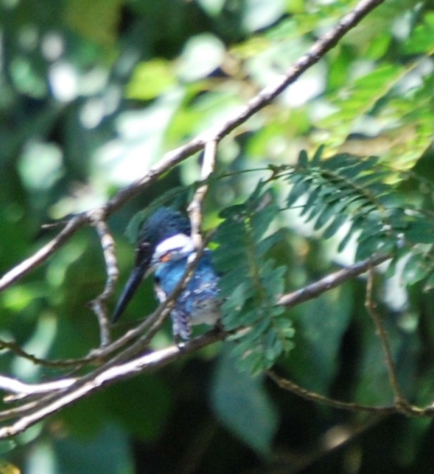 Martin-pêcheur d'Amazonie - ML478726171