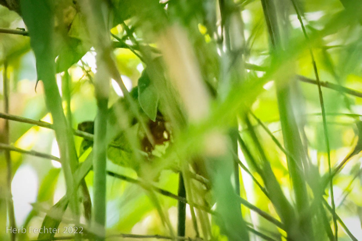 Rufous-faced Antbird - Herbert Fechter