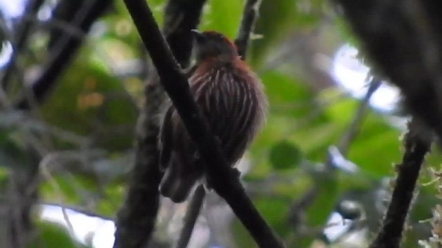 Striolated Manakin - ML478727091