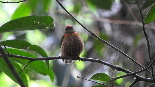 rødstripemanakin - ML478727101