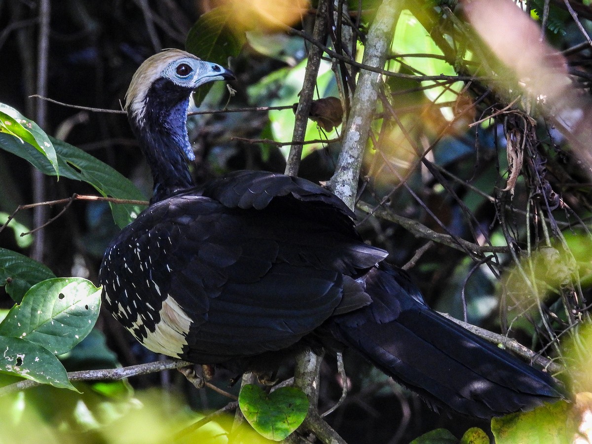 Blue-throated/White-throated Piping-Guan - ML478727731