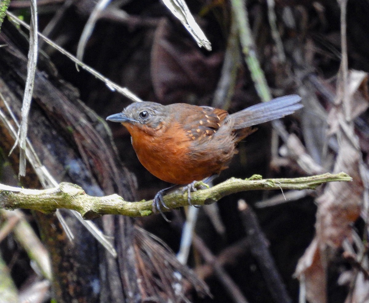 Brownish-headed Antbird - ML478730141